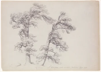 Pitch Pines, North Mountain, Catskills, New York, 1848 (grafit på grågrønt papir)